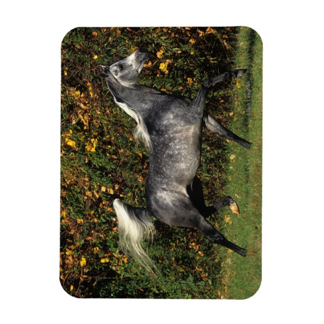 Arabs Running: Autumn Magnet (Vertical)