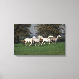 Arabs Running in Field Canvas Print