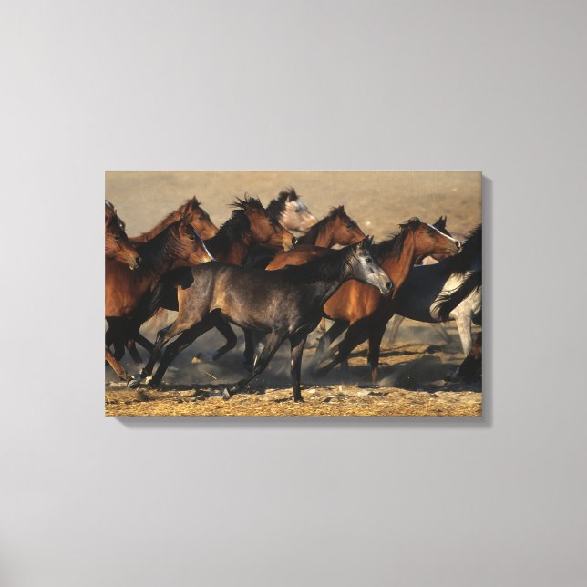 Arabs Running in the Desert Canvas Print (Front)