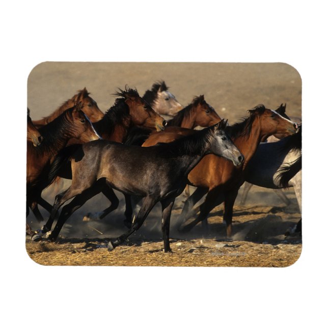 Arabs Running in the Desert Magnet (Horizontal)