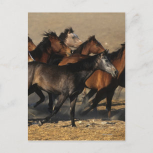 Arabs Running in the Desert Postcard