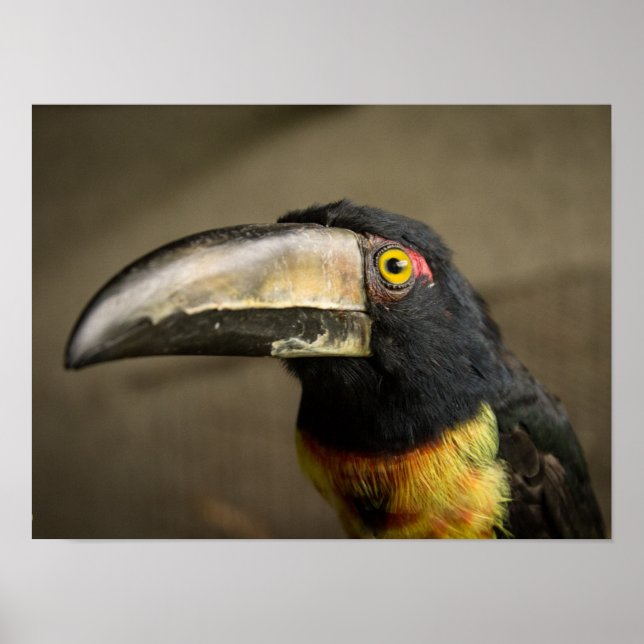 Aracari Poster (Front)