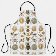 Arachnids by Haeckel vintage spider illustration 