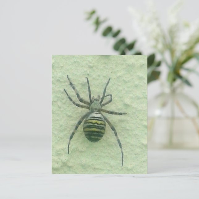Araignee spider (Standing Front)