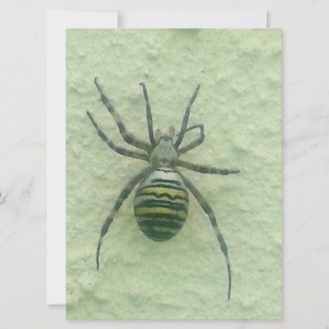 Araignee spider (Front)
