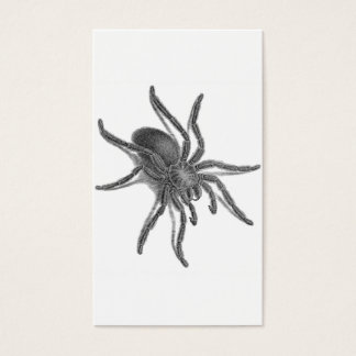 Aranea Avicularia, Black Cuban Spider