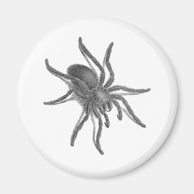Aranea Avicularia, Black Cuban Spider Magnet (Front)