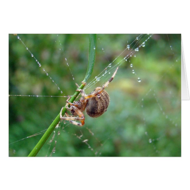 Araneus - Orb Weaver Spider (Front Horizontal)