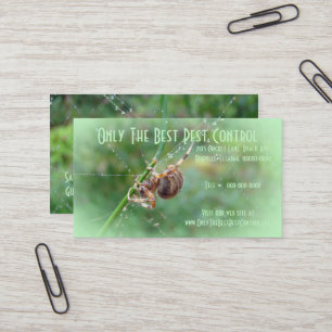 Araneus - Orb Weaver Spider Business Card