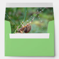 Araneus - Orb Weaver Spider