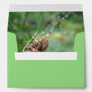 Araneus - Orb Weaver Spider Envelopes