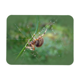 Araneus - Orb Weaver Spider Magnet