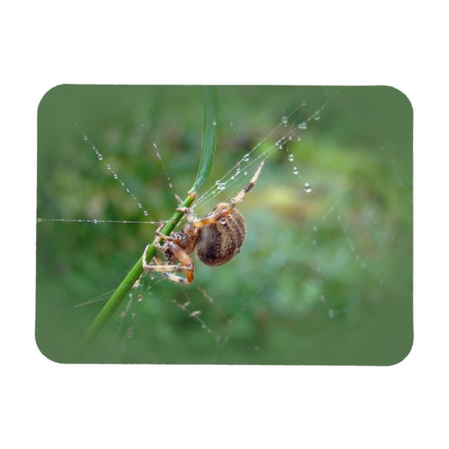 Araneus - Orb Weaver Spider Magnet (Horizontal)