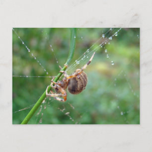 Araneus - Orb Weaver Spider Postcard