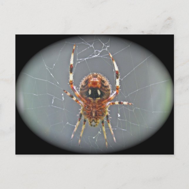 Araneus Orb Weaver Spider Postcard (Front)