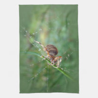 Araneus - Orb Weaver Spider