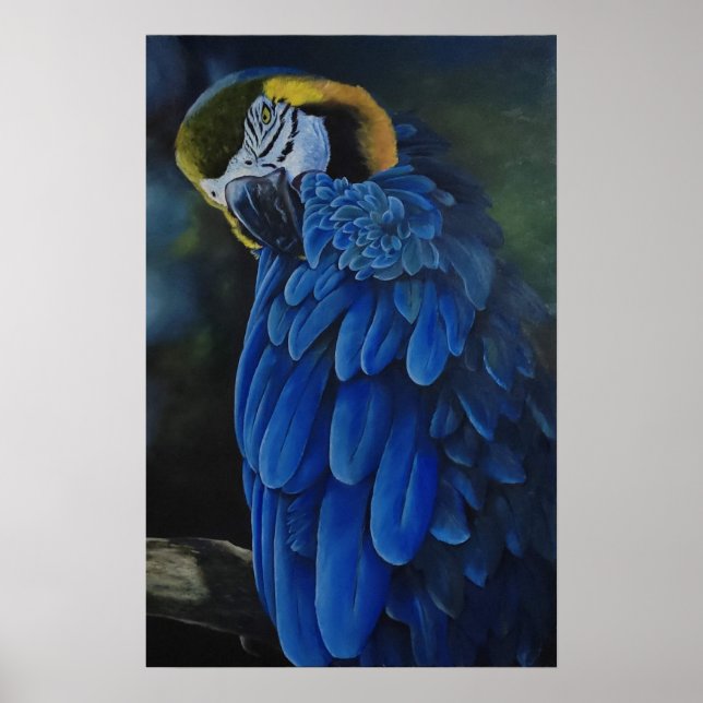 Arara Canindé Poster (Front)