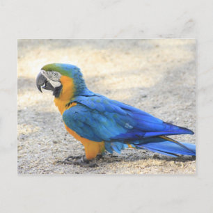 Arara, the real Carioca, Rio de Janeiro Citizen Postcard