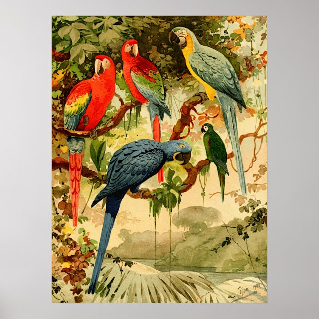 Aráras, Emil August Göldi  (1900-1906) Poster (Front)