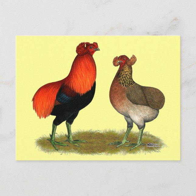 Araucana Red Pair Postcard (Front)