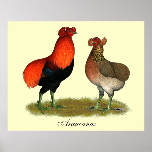 Araucana Red Pair Poster (Front)