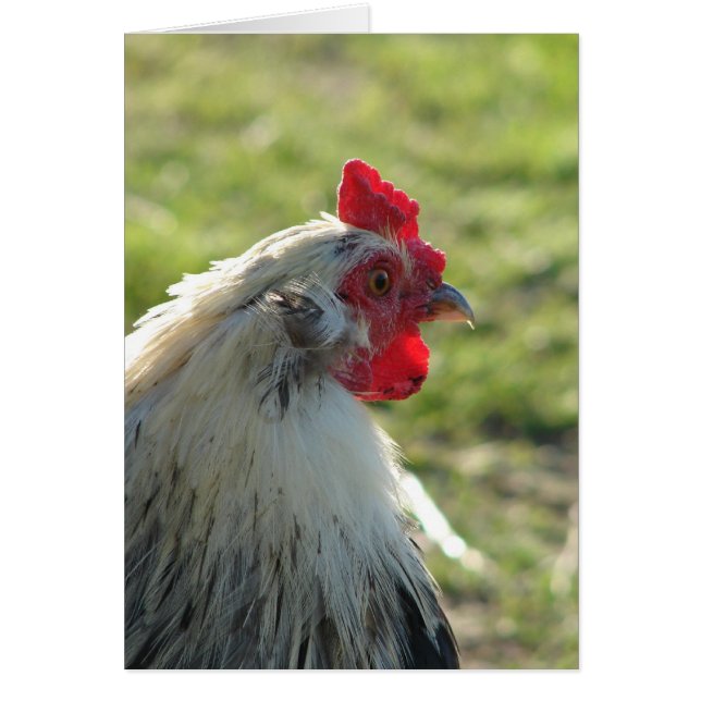 Araucana Rooster (Front)