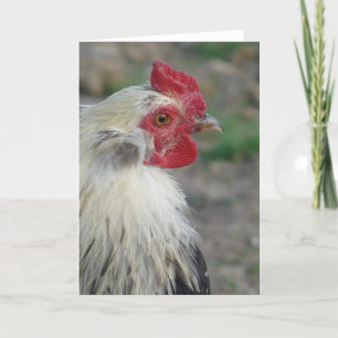 Araucana Rooster Card