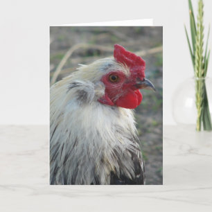 Araucana Rooster Card