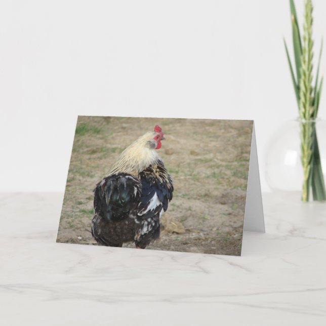 Araucana Rooster Card (Front)