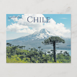 Araucaria Araucana Trees in Chile Postcard