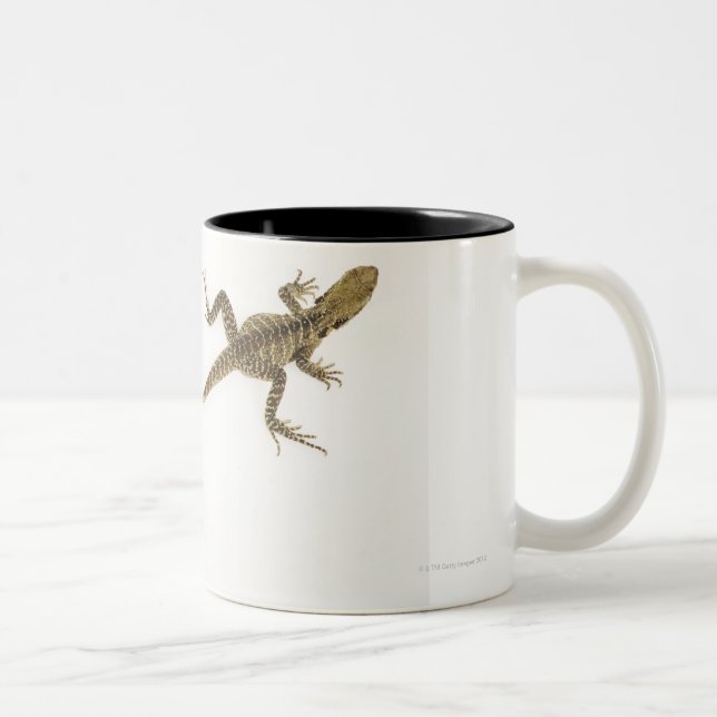 Arboreal agamid species native to Eastern Two-Tone Coffee Mug (Right)