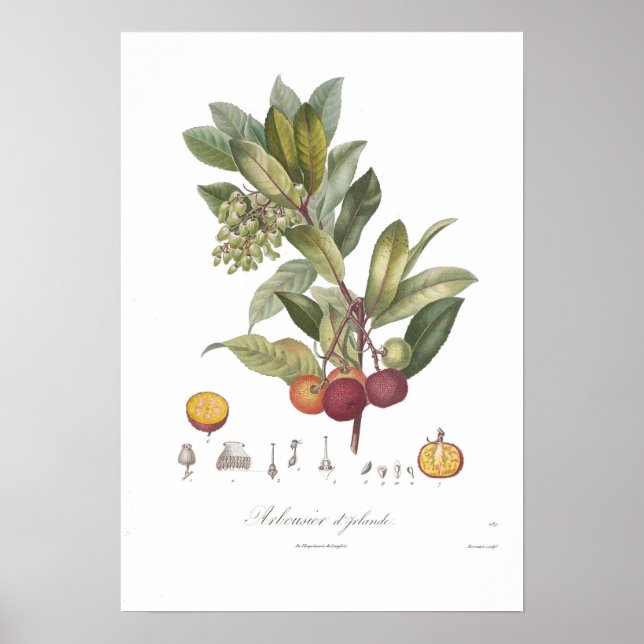 Arbutus unedo-Stawberry tree Poster (Front)