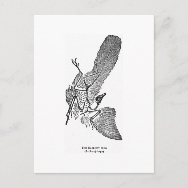 Archaeopteryx art postcard (Front)