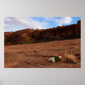 Arches Slickrock and Evening Primrose Landscape Poster