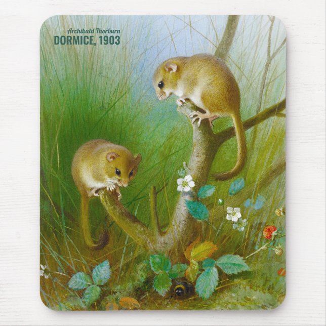Archibald Thorburn Cute mice (Dormice 1903) CC0153 Mouse Pad (Front)