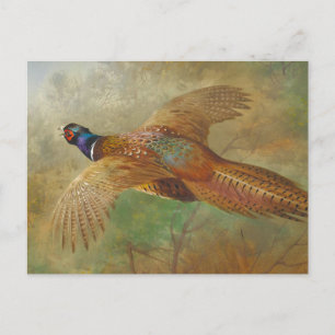 Archibald Thorburn Flying pheasant CC0583 Postcard
