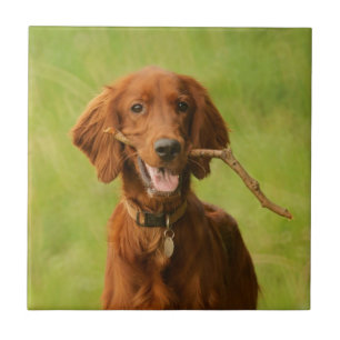 Archie Tile