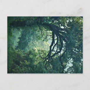 Arching Tree Postcard