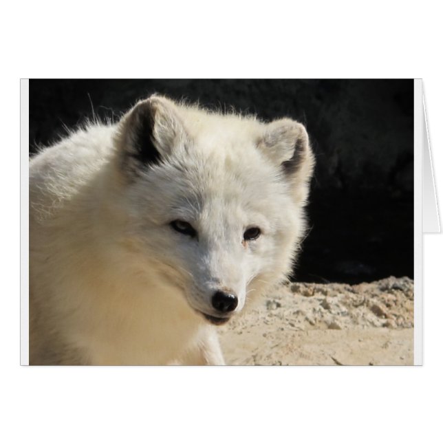 Arct (Front Horizontal)