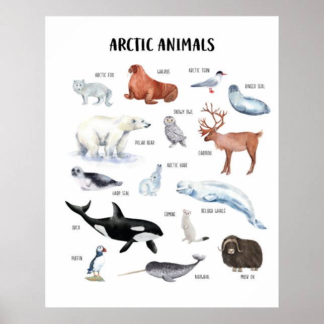 Arctic Animals Educational Classroom Poster (Front)