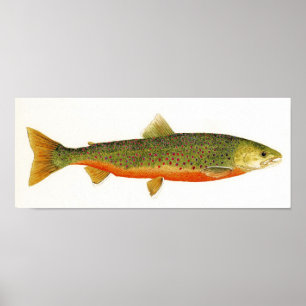 Arctic Char in Spawning Colours Poster