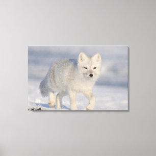 Arctic Fox, Alaska Canvas Print