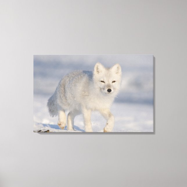 Arctic Fox, Alaska Canvas Print (Front)