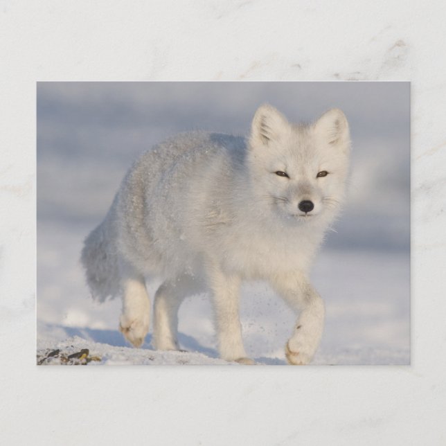 Arctic Fox, Alaska Postcard (Front)