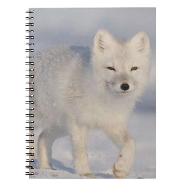 Arctic Fox, Alaska Spiral Notebook (Front)