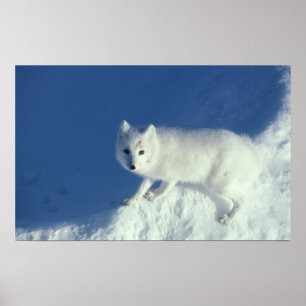 Arctic fox Alopex lagopus) An arctic fox, in Poster