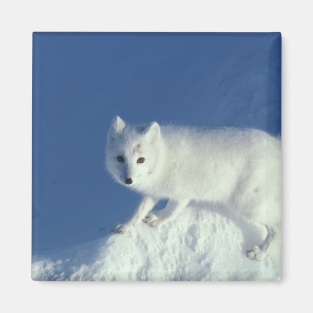 Arctic fox Alopex lagopus) An arctic fox Magnet (Front)