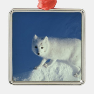Arctic fox Alopex lagopus) An arctic fox Metal Tree Decoration