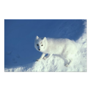 Arctic fox Alopex lagopus) An arctic fox Photo Print