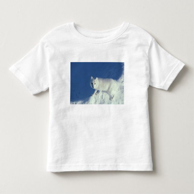 Arctic fox Alopex lagopus) An arctic fox Toddler T-Shirt (Front)